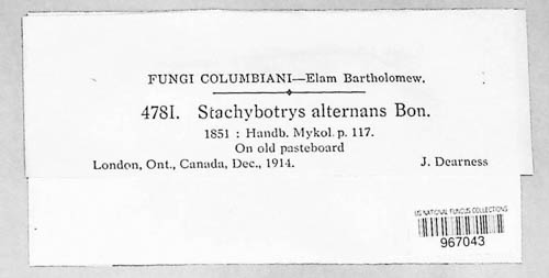 Stachybotrys image